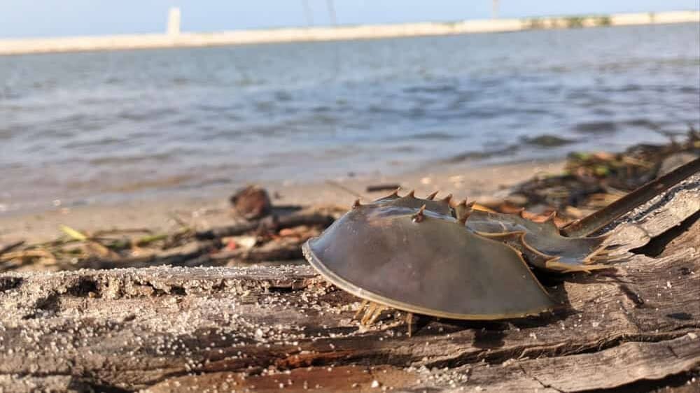 Horseshoe Crab