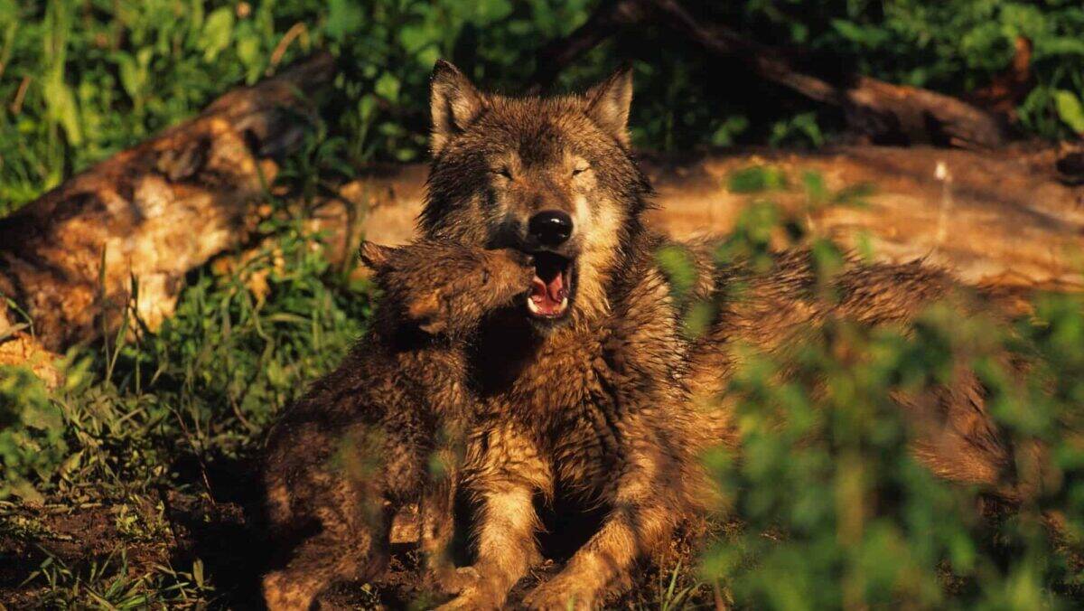 wolf pup