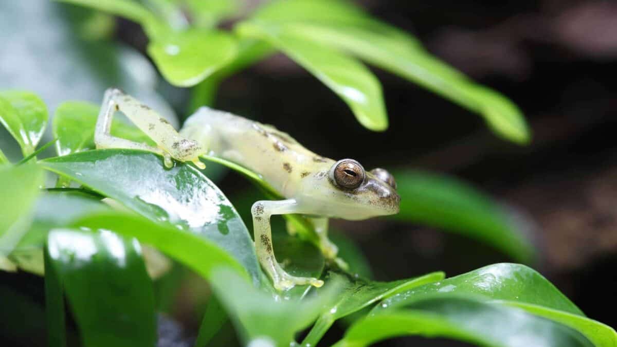 invisible frog can cause breakthroughs in medical research