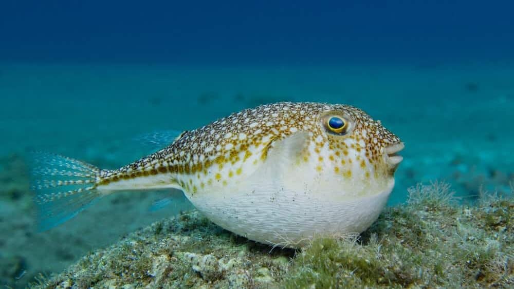 Remove BG Save Share Sample Inflated invasive pufferfish from the island of Cyprus