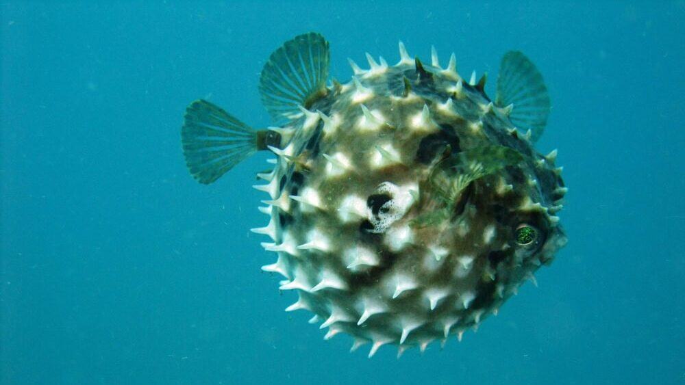 Pufferfish