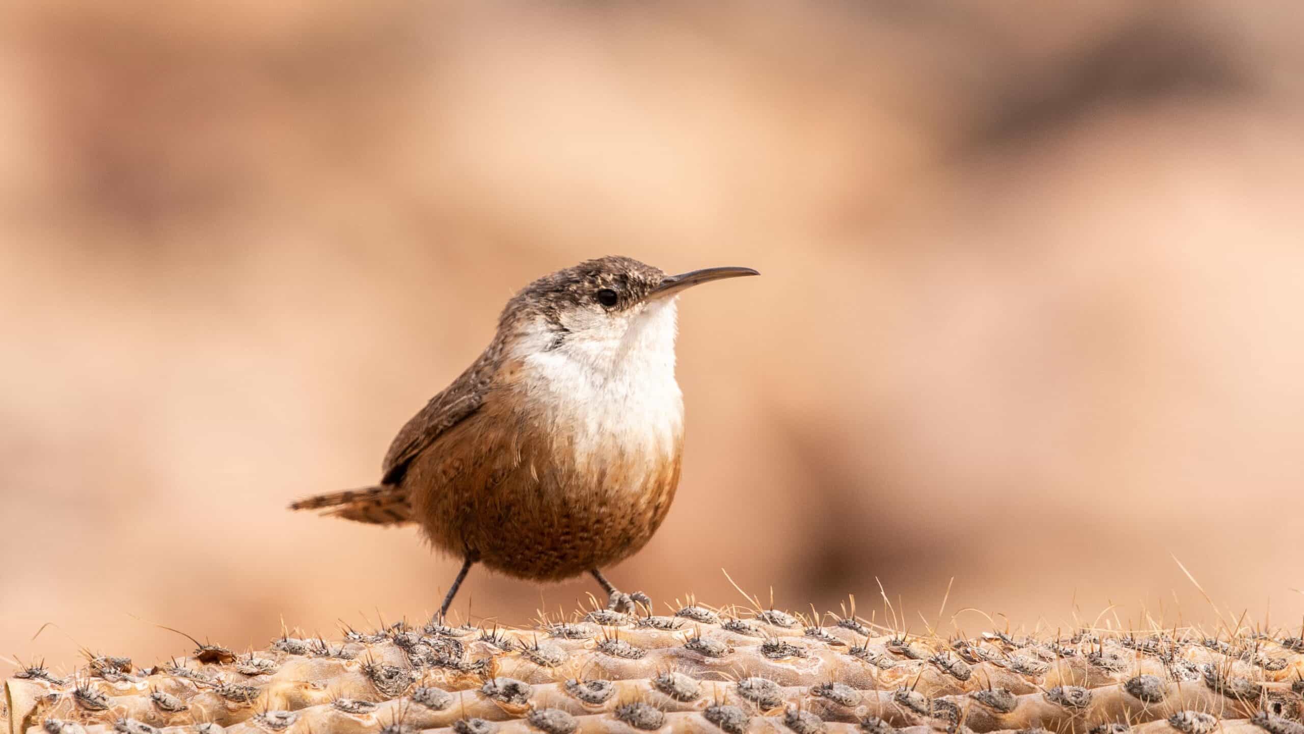 Canyon Wren