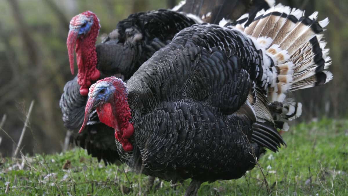 Wild Turkey
