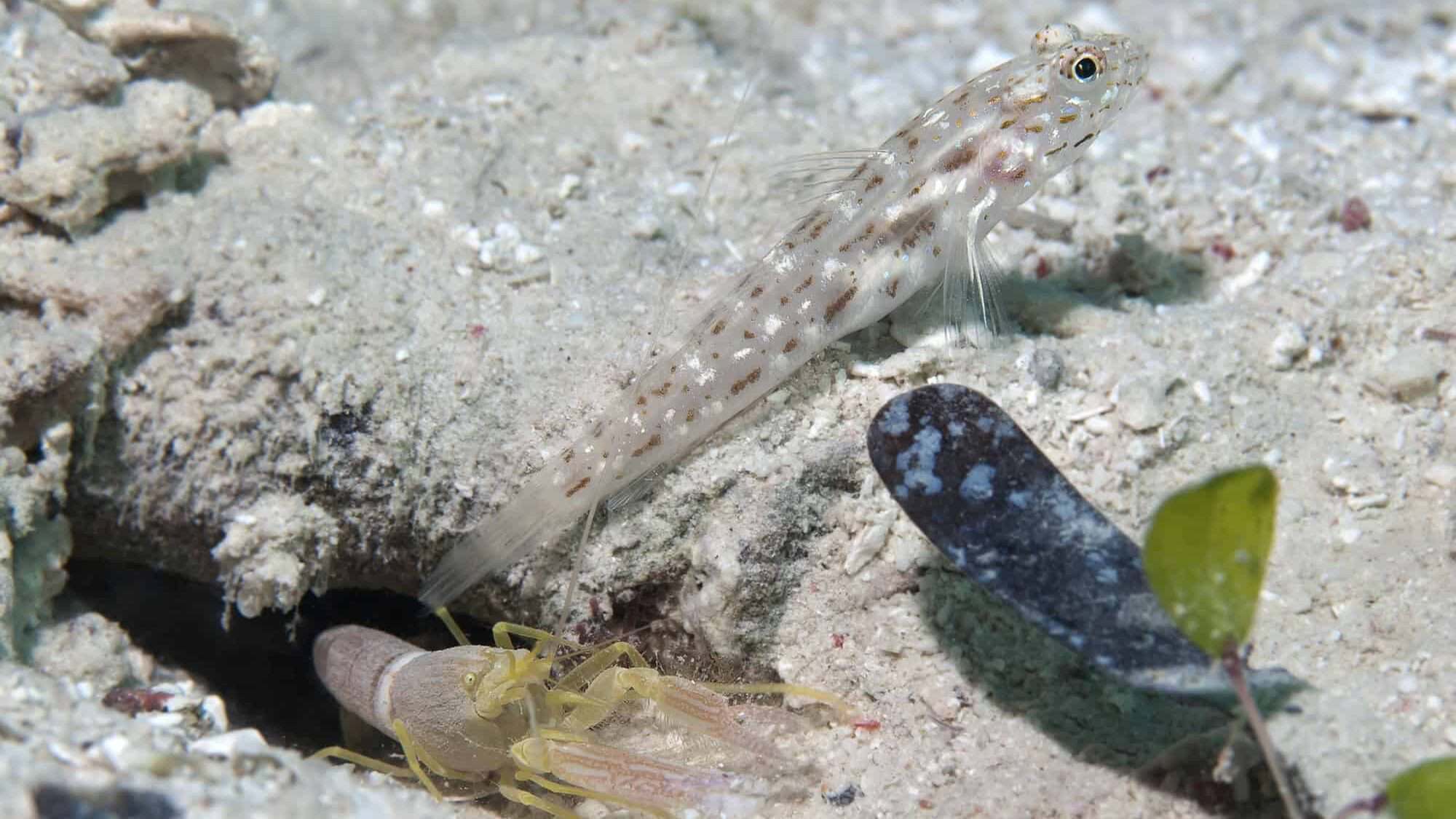 pistol shrimp