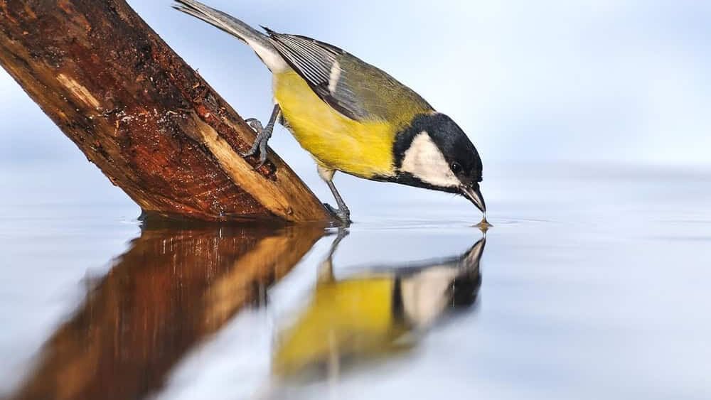Great tit on water.