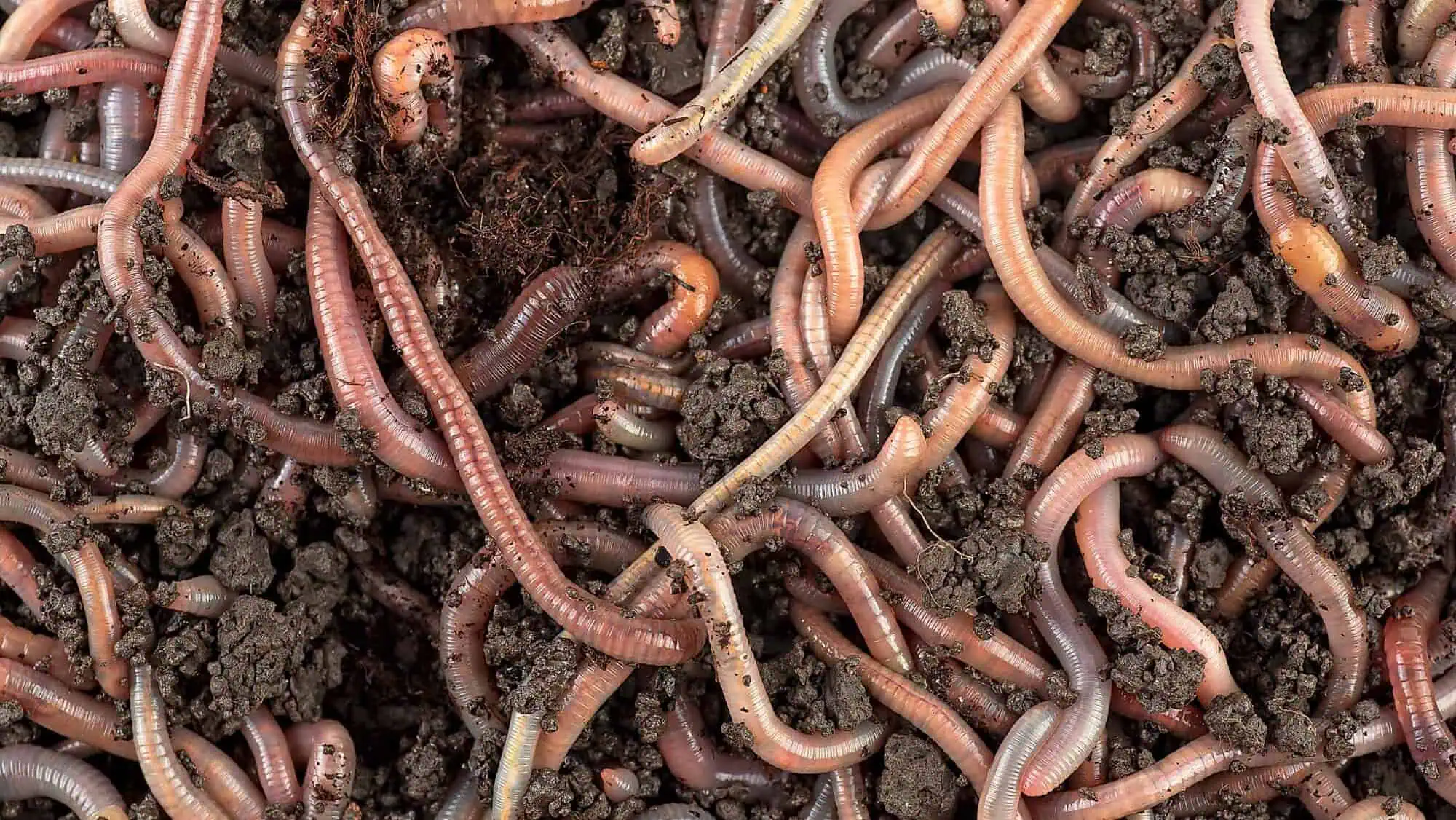Garden compost and worms - earthworms in black soil, top view. Recycling plant and kitchen food waste into a rich fertilizer.
