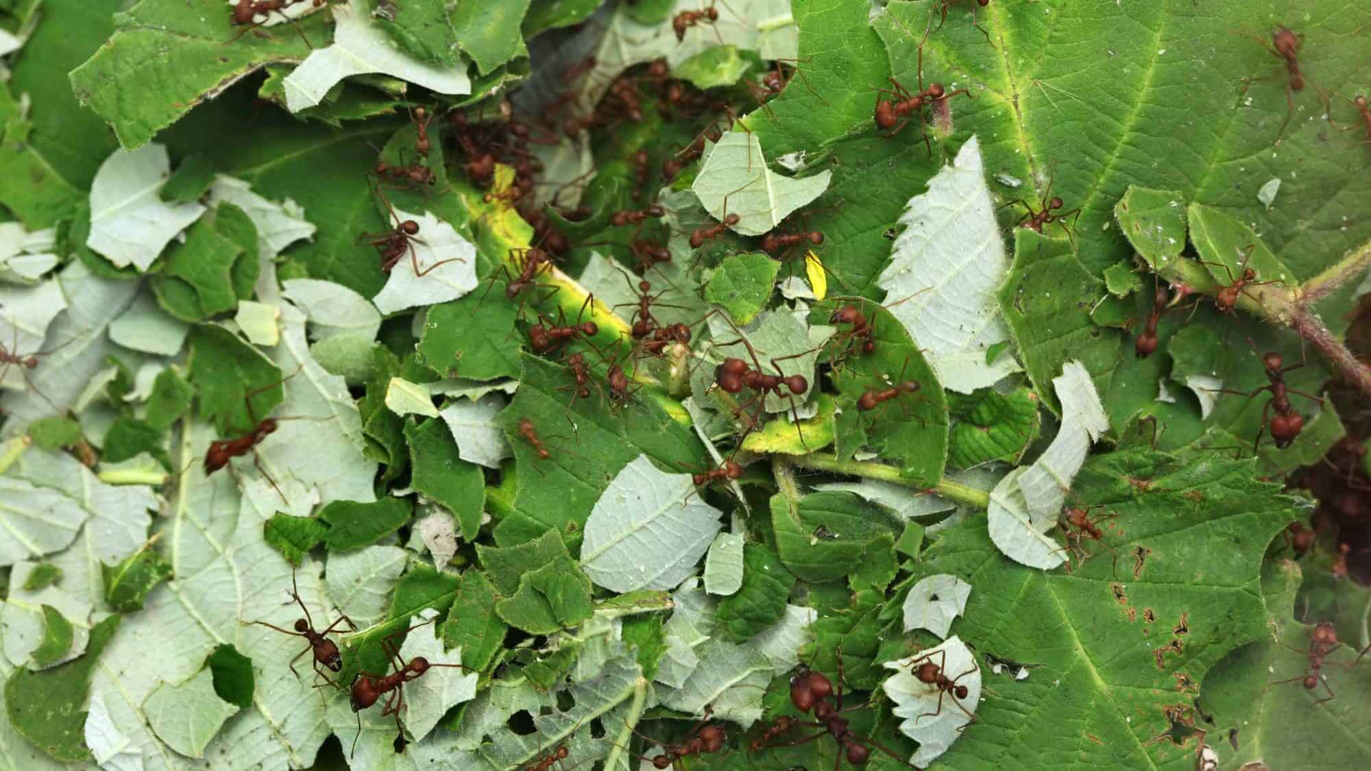 Leafcutter Ants