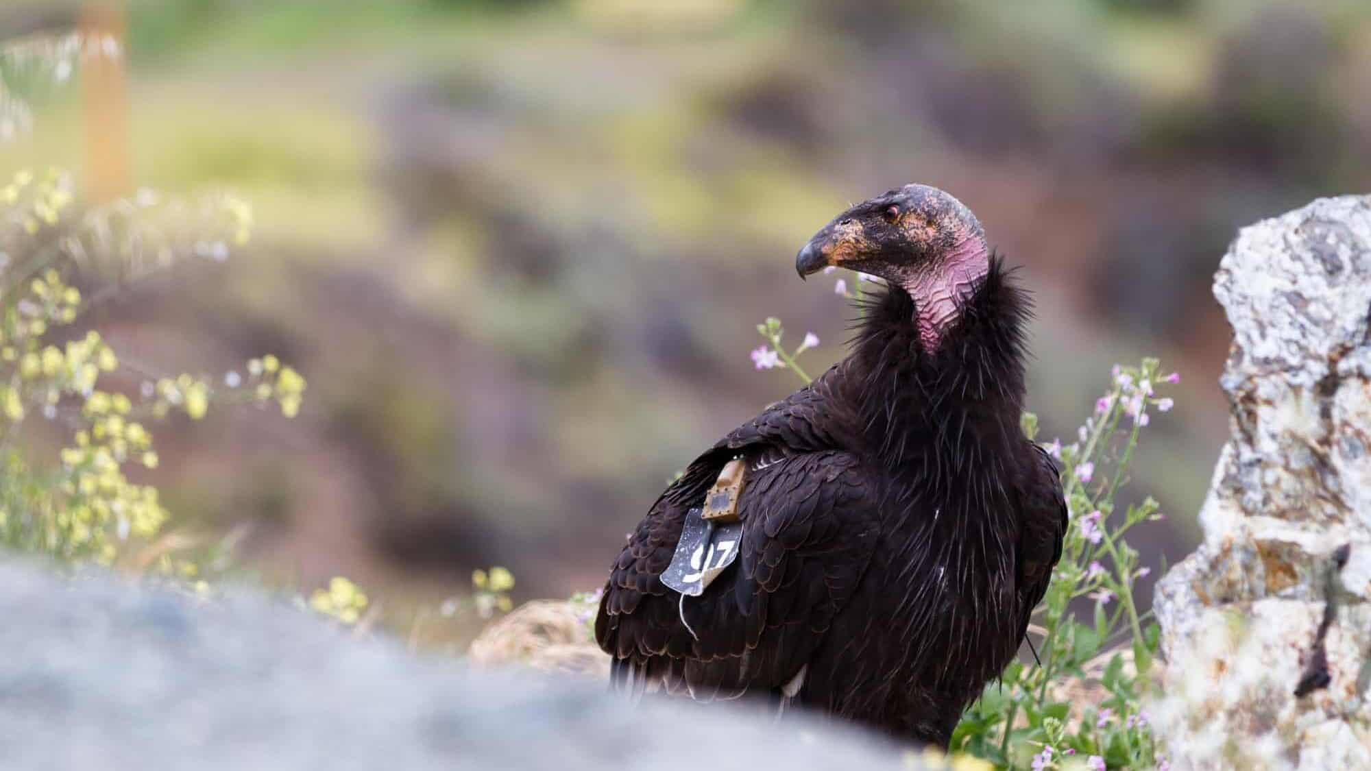 seven condors