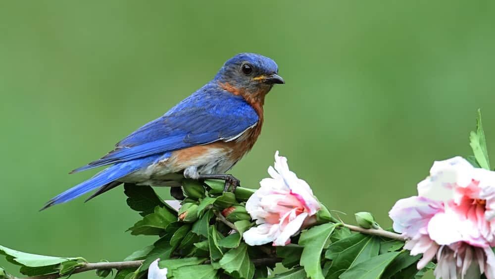 Eastern Bluebird