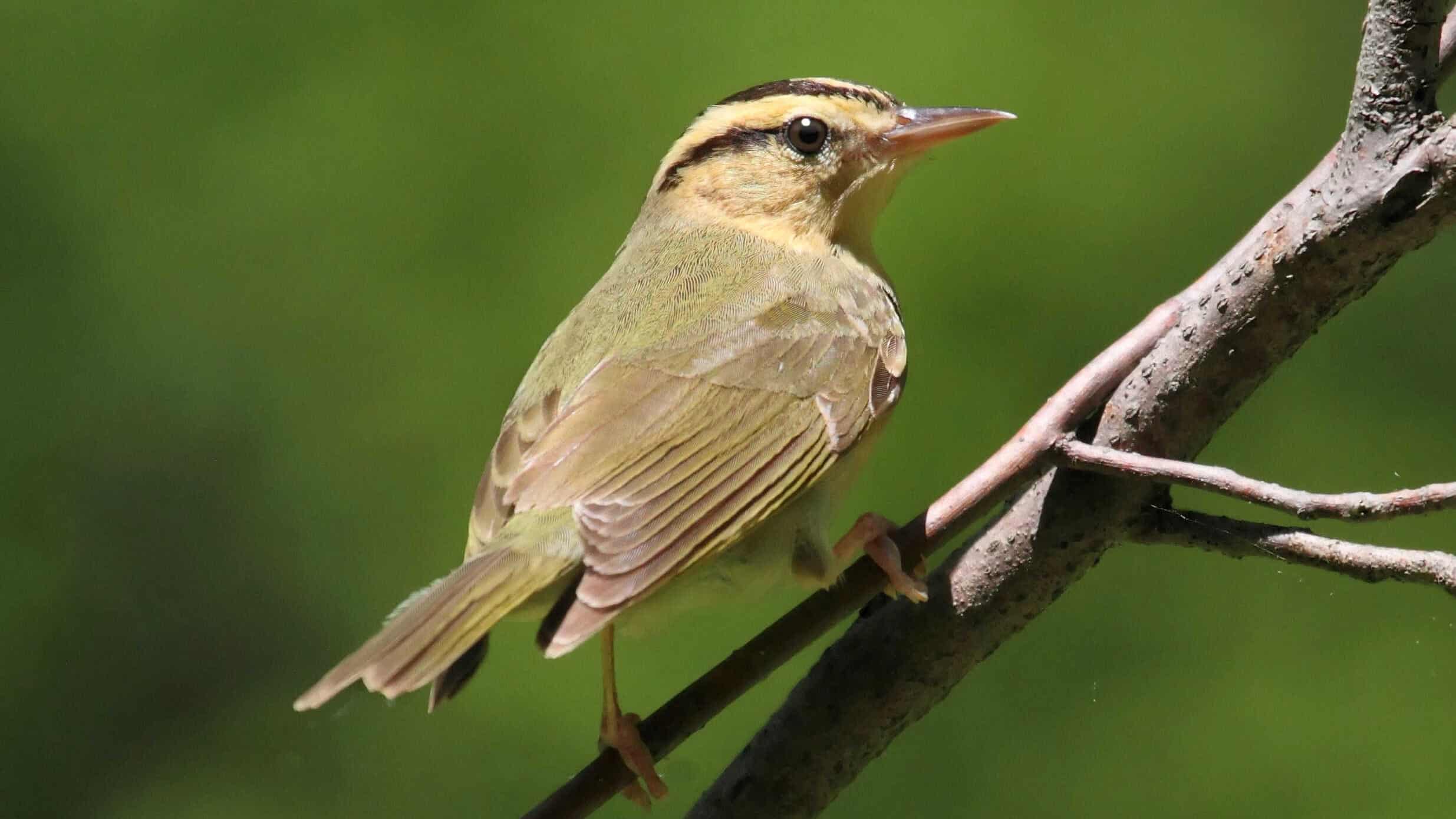 Kirtland's Warbler