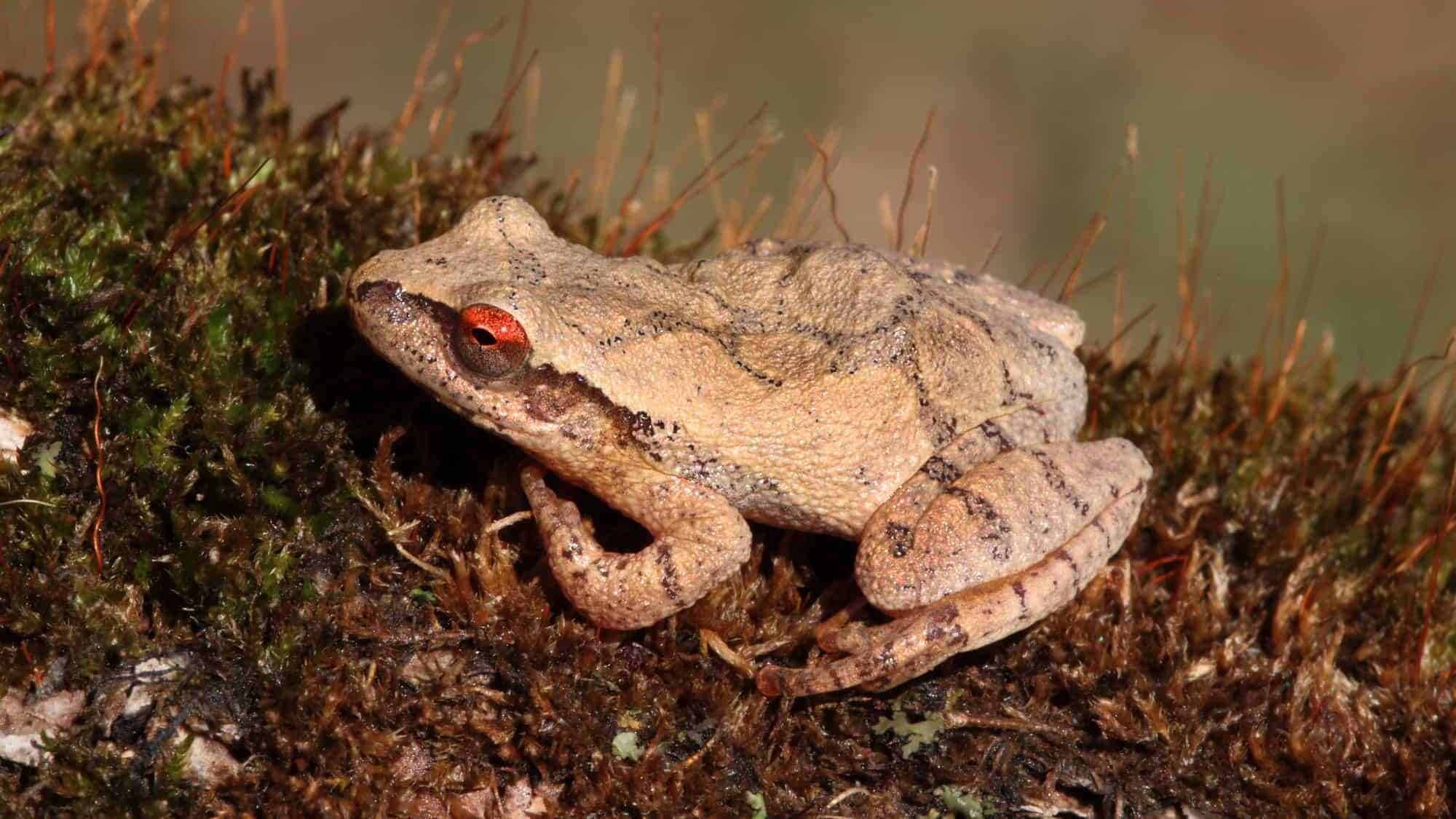 spring peeper