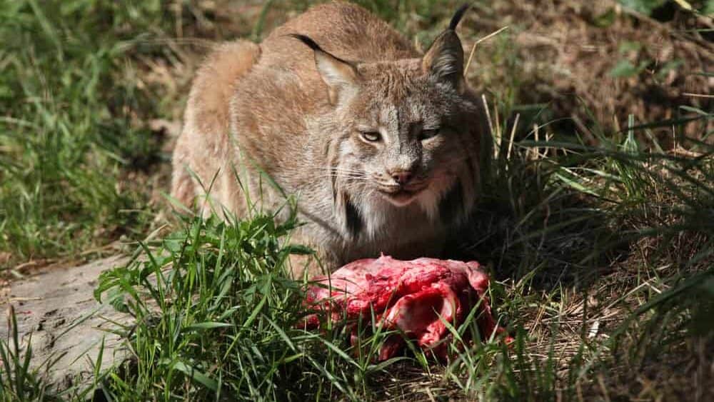 Canadian lynx eating meat.