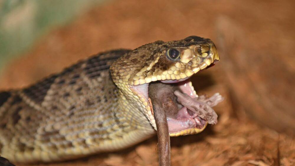 Eastern diamondback rattlesnake