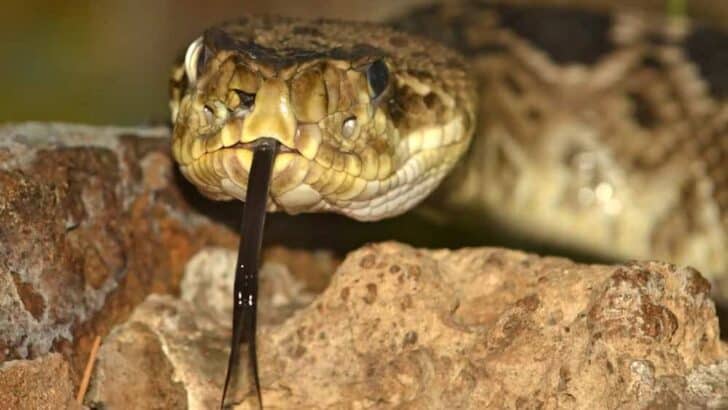 The Most Venomous Snake in the U.S. Would You Know It If You Saw It?