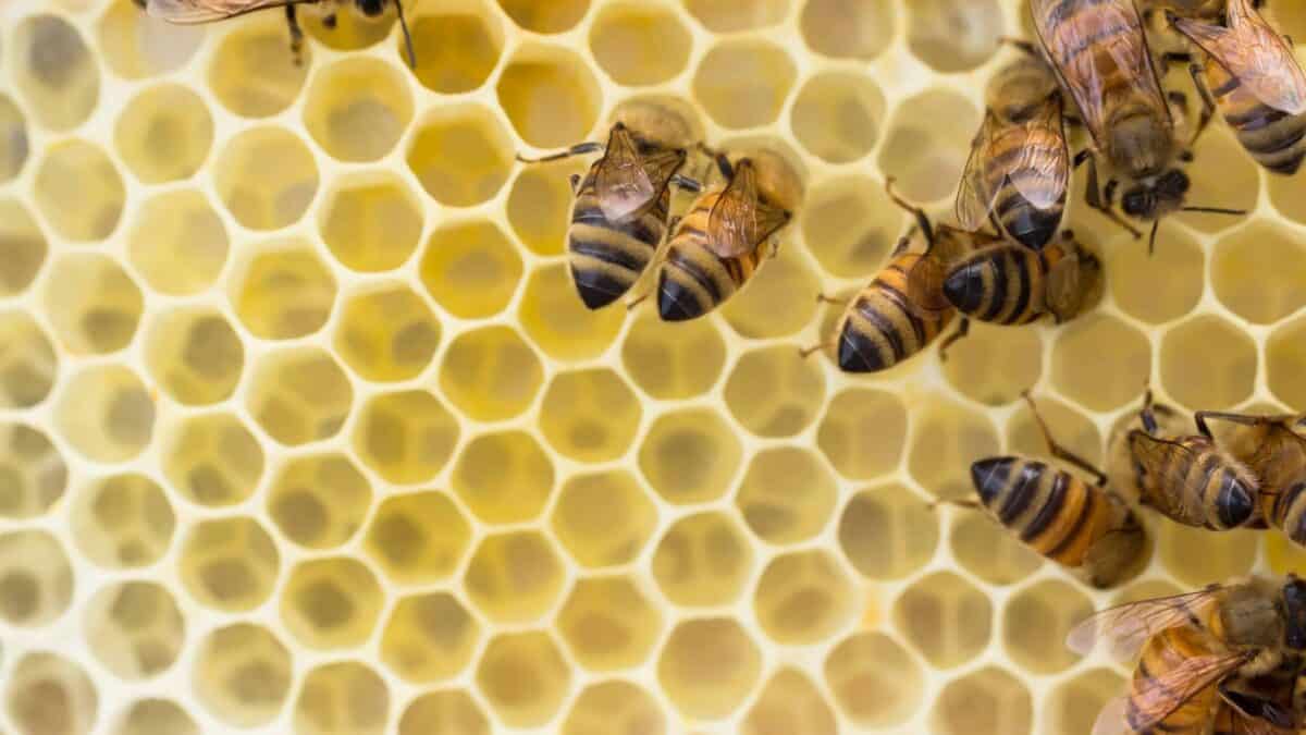 Italian worker honeybees building and polishing new natural drawn wax comb, ready for brood, nectar and honey.