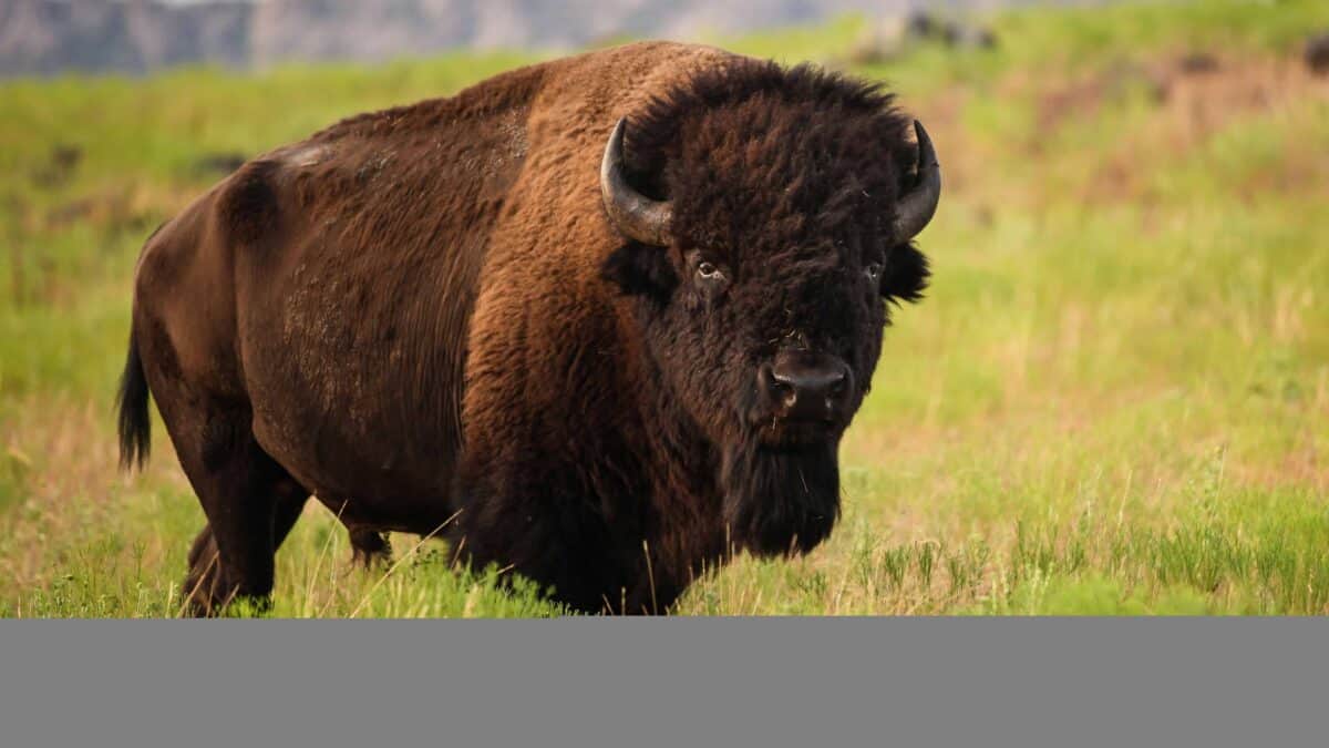 American Bison