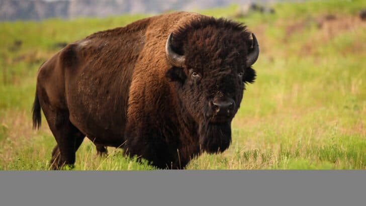 12 Most Dangerous Animals of Wyoming &mdash; Ranked by Risk to Humans