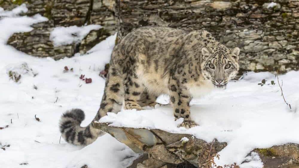 Snow Leopard On A Cliff
