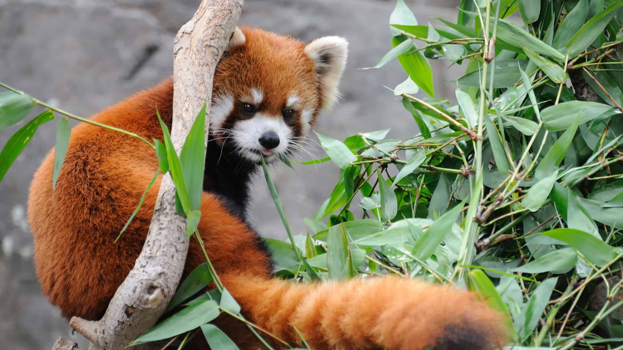 Red panda fluffy tail. Image via Depositphotos.