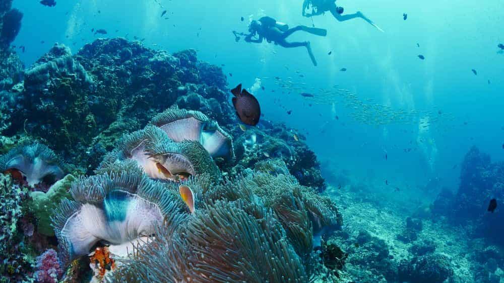 clownfish