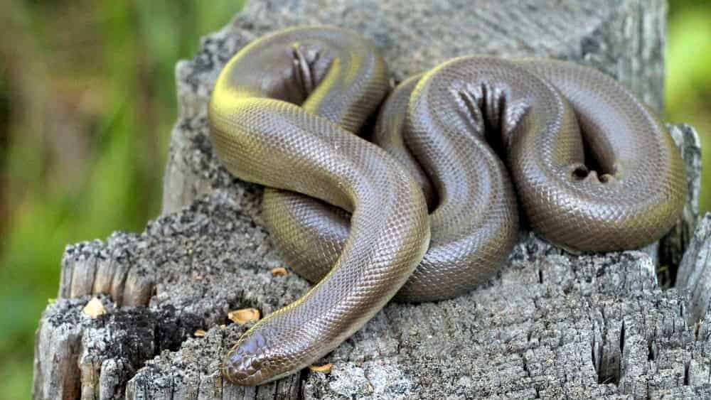 Rubber Boa