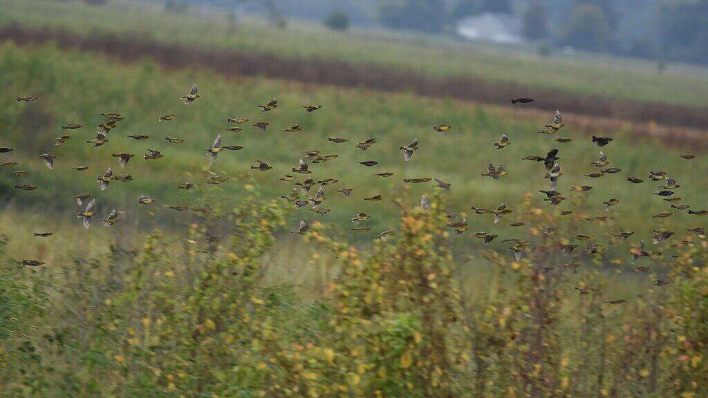 Bobolink. Wildreturn, CC BY 2.0 https://creativecommons.org/licenses/by/2.0, via Wikimedia Commons