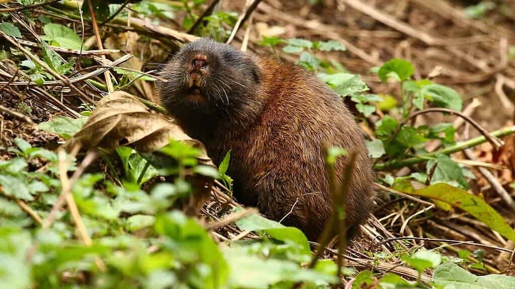 East African Mole Rat, Bwindi Forest Uganda
