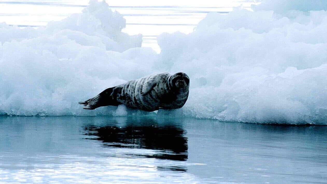 Bearded Seal