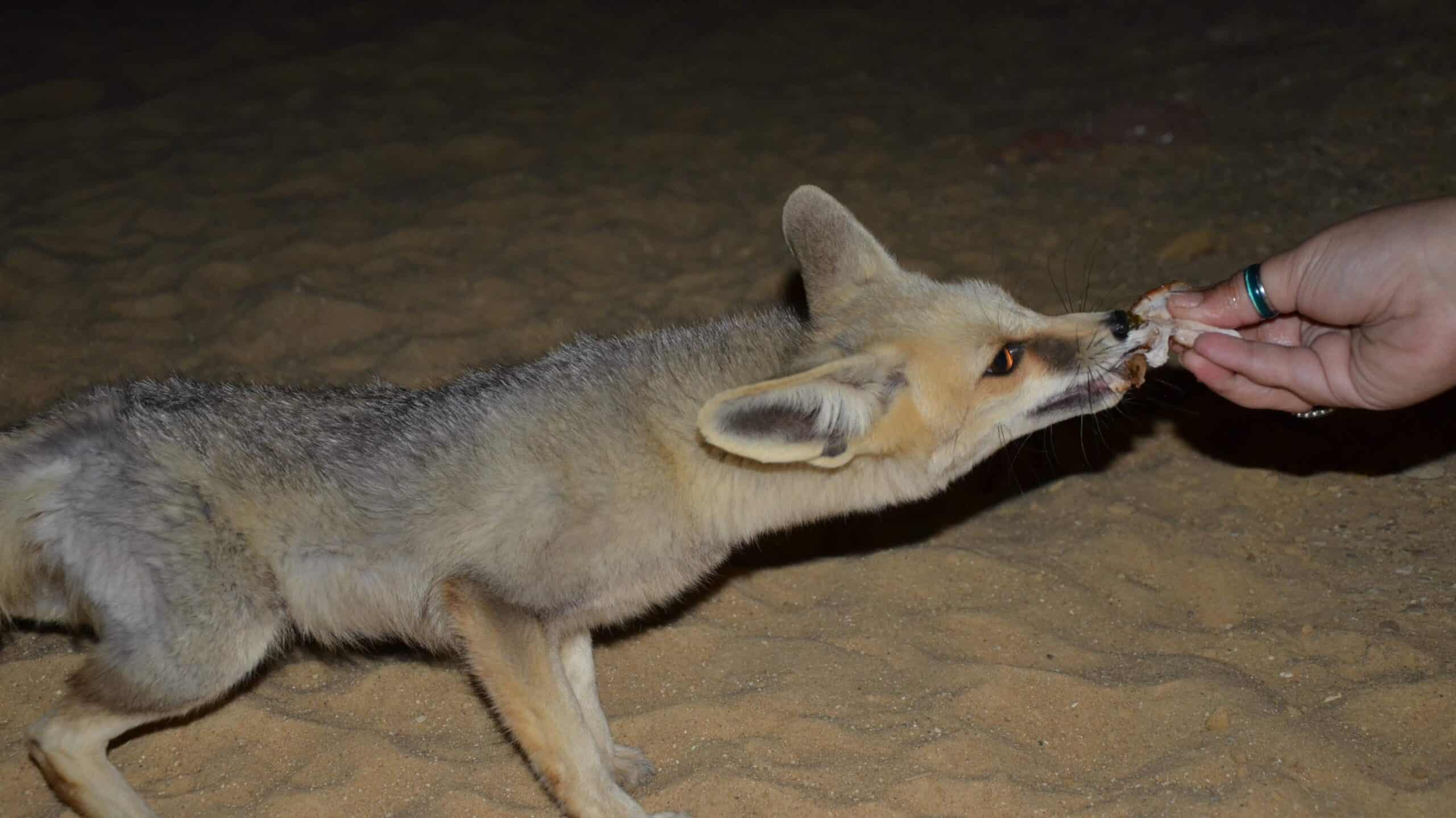 Rüppell's Fox