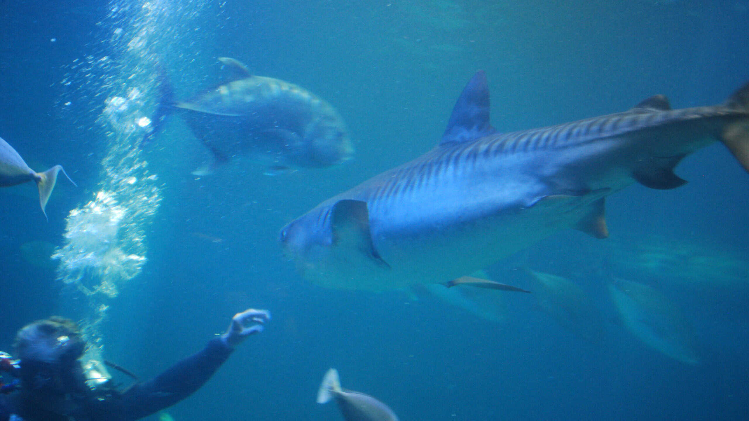 Tiger shark