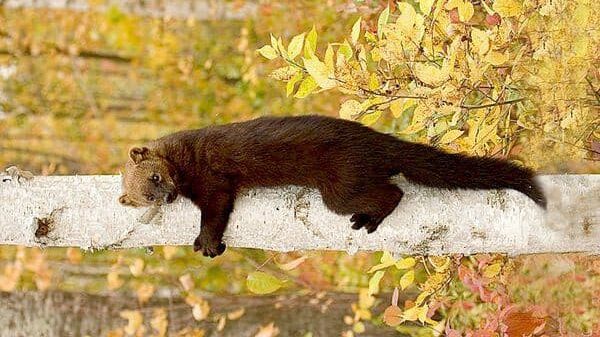 Fisher cat