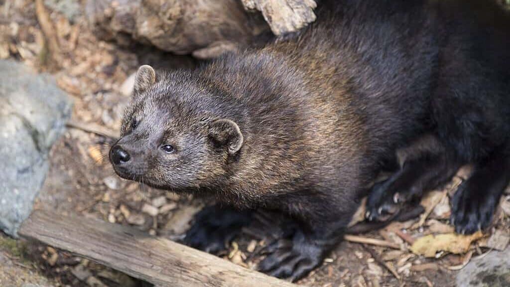 Fishers