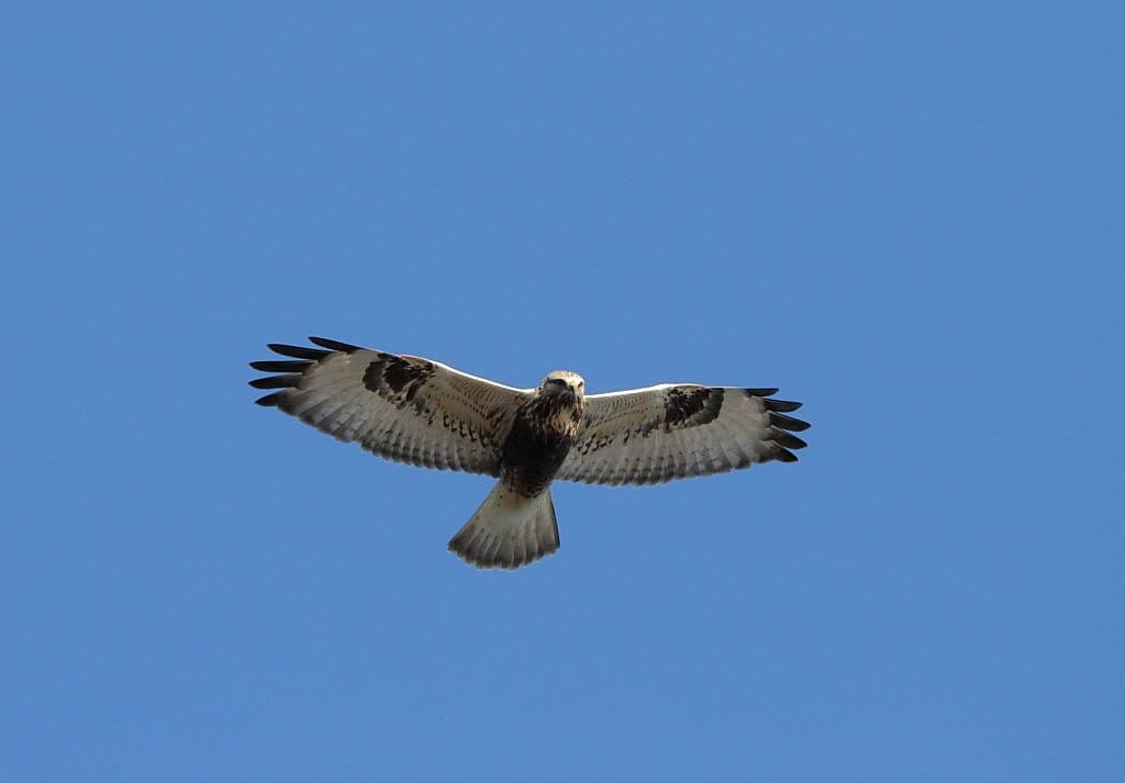 Fjellvåk (Buteo lagopus) (Rough-legged Buzzard)