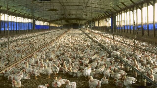 Florida chicken house