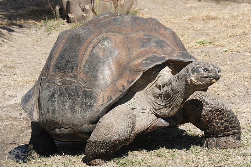 galapagos giant tortoise
