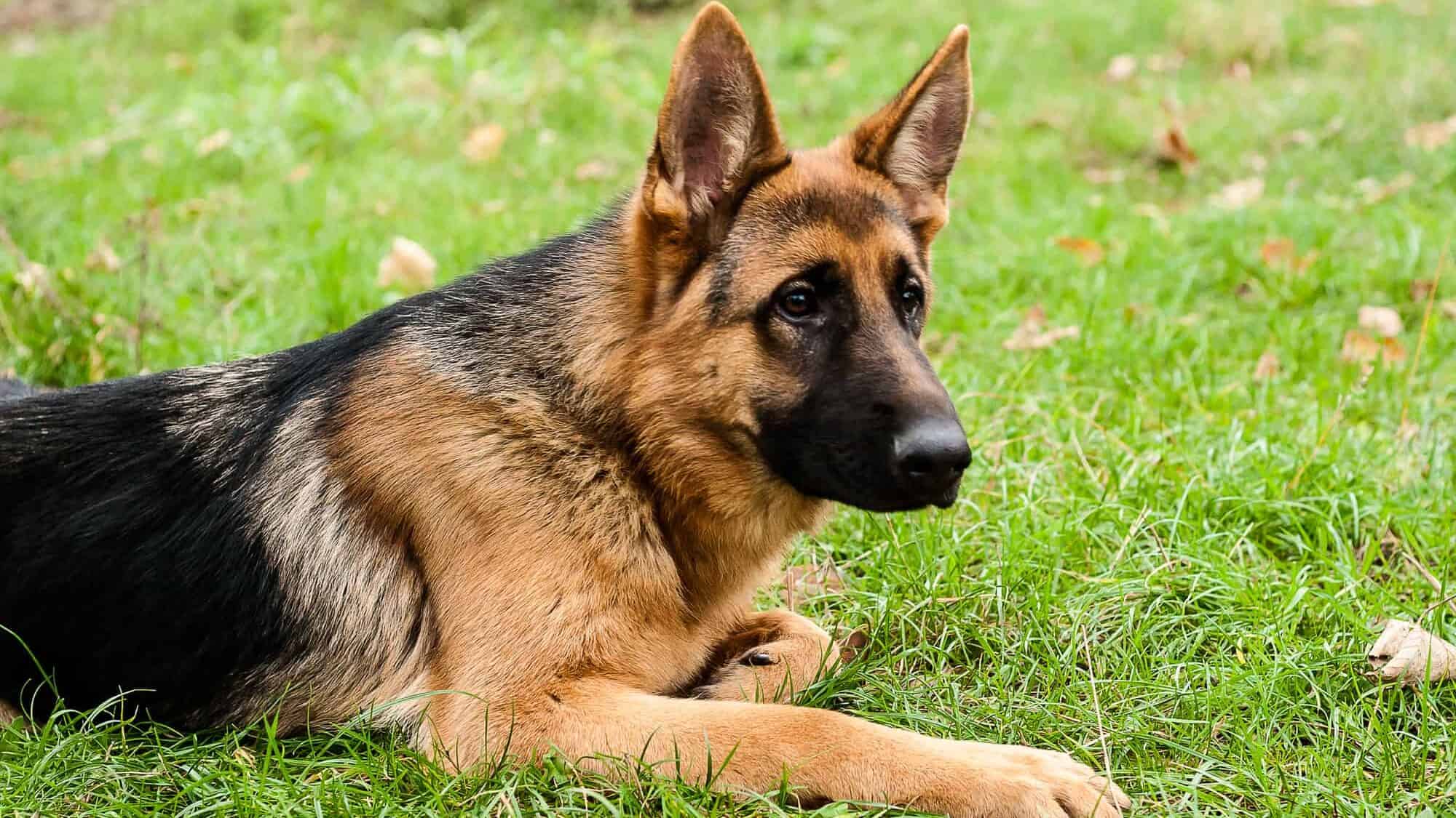 German Shepard laying on grass