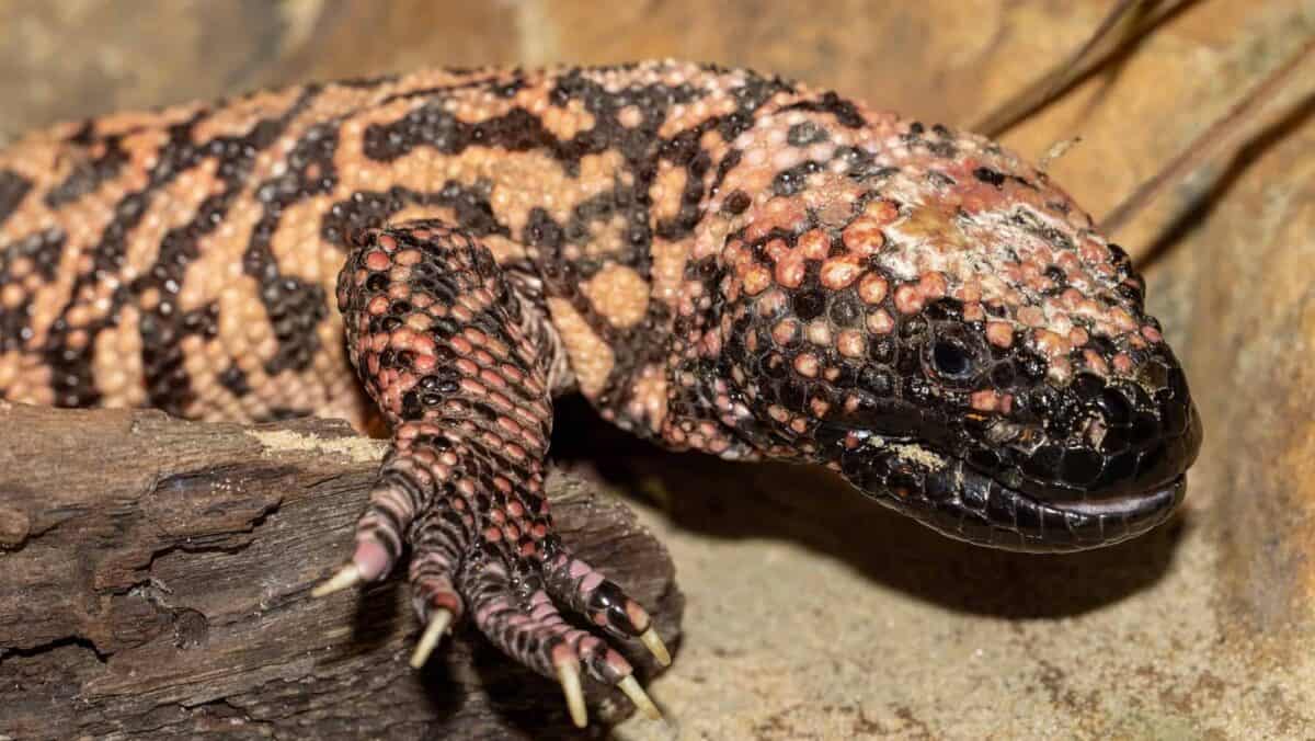 Gila Monster Bite