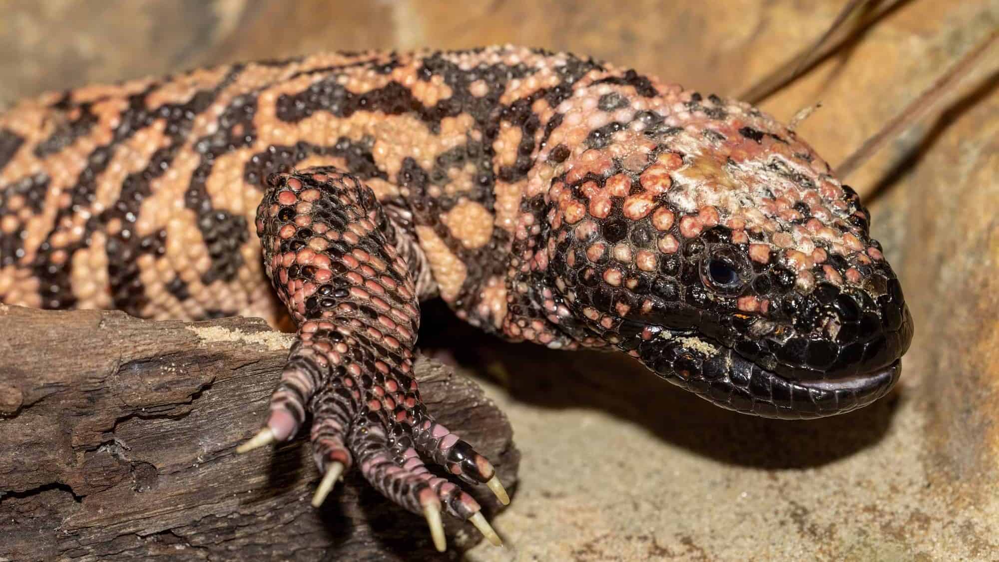 Gila Monster Bite
