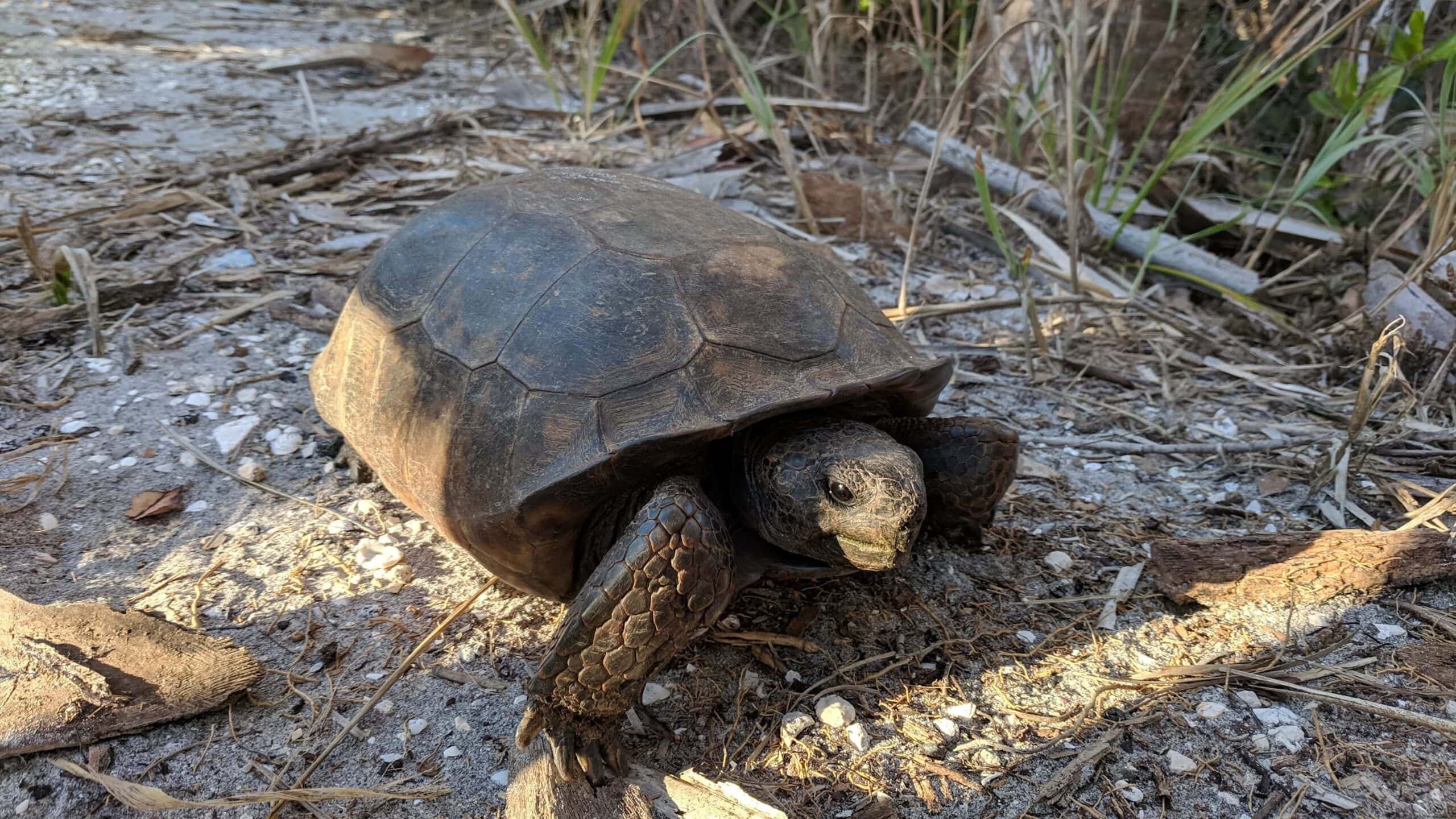 Gopher tortoise