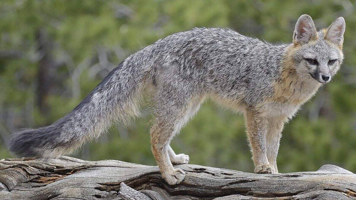 Gray fox