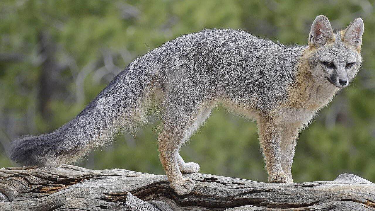 Gray fox