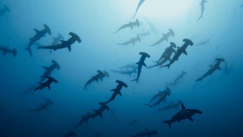 hammerhead shark cyclone