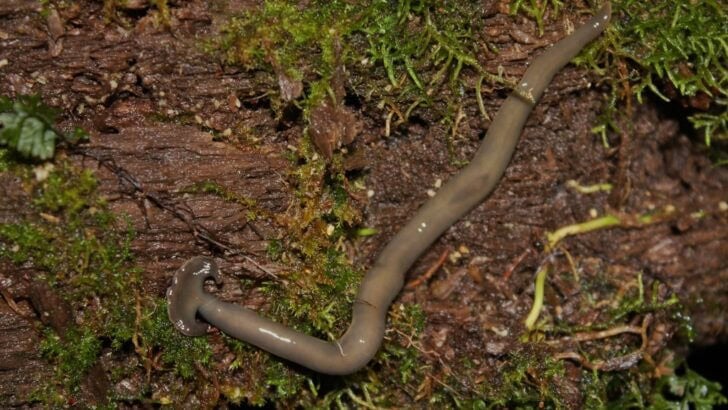 Toxic Hammerhead Worms Invade Texas Yards