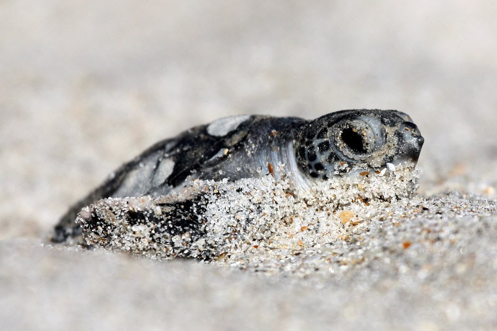 sea turtle