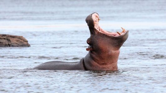 The Strongest Bite Force in the Animal Kingdom Isn&rsquo;t What You Think