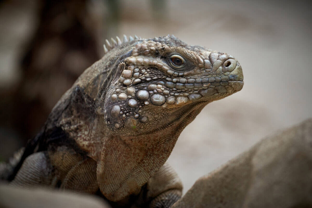 Green iguana