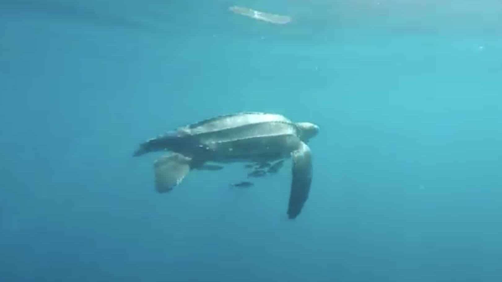 Leatherback turtle