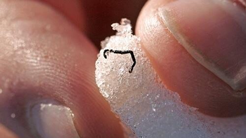 Ice worm in Antarctic ice.