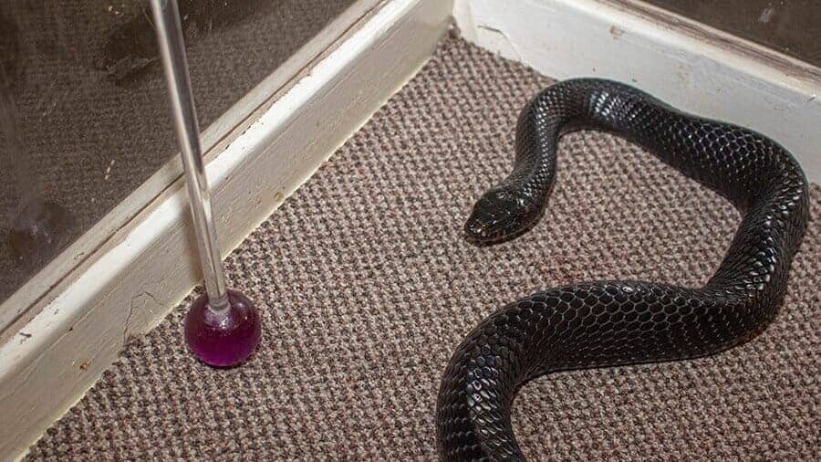 Snake target training