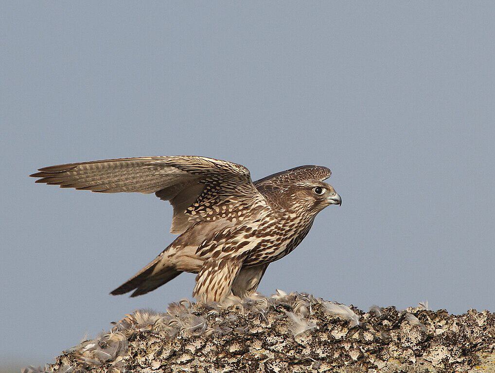 Gyrfalcon